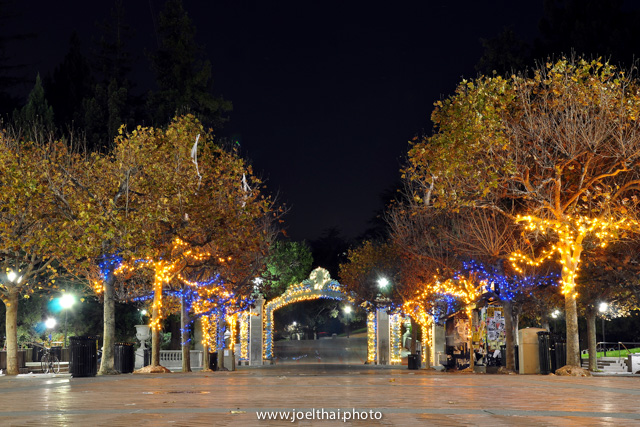 Blue & Gold Sather Gate Trees. Click to enlarge. http://joelthai.photo