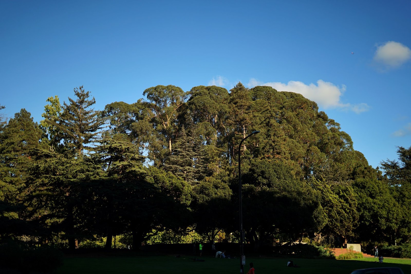 Eucalypus trees with a backdrop of the sky.