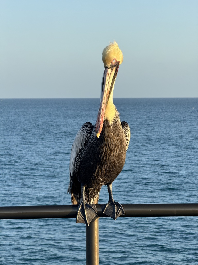 A photo of a pelican perched on a railing.