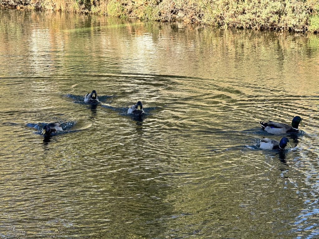 Ducks swimming in a canal.